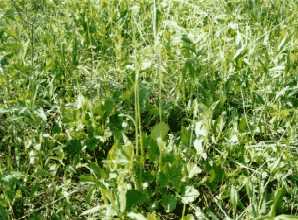 Alum Root