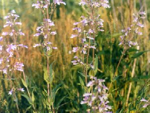 Slender Beardtongue