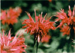 Bee Balm