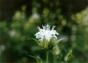 Wild Bergamot, White
