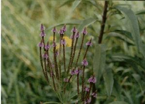Blue Vervain