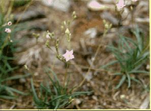Fame Flower