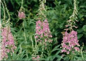 Fireweed