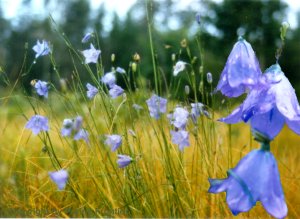 Harebell