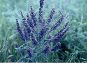 Leadplant