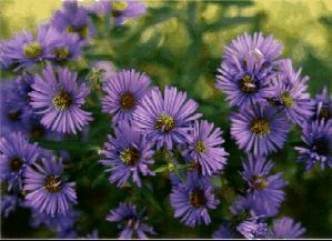 New England Aster