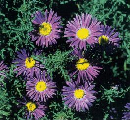 Prairie Aster