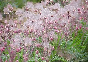 Prairie Smoke