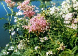 Queen of the Prairie