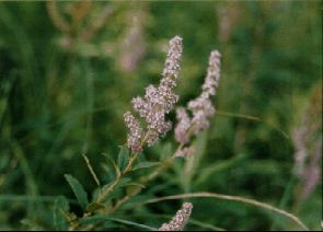 Steeplebush