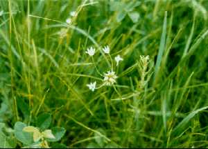 Wild Garlic