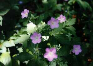 Wild Geranium