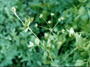 Yellow Pimpernel