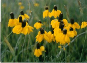 Yellow Prairie Coneflower