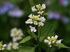 garlic mustard