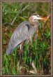 Blue Heron